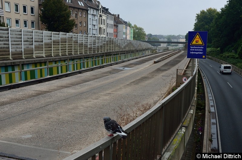 Bild: Am Anfang der Spurbussrecke wartet diese Taube leider vergeblich auf den Bus.