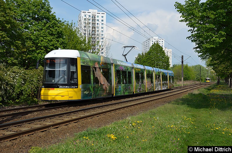 Bild: 8001 als Linie M6 kurz vor der Haltestelle Marzahner Prommenade.